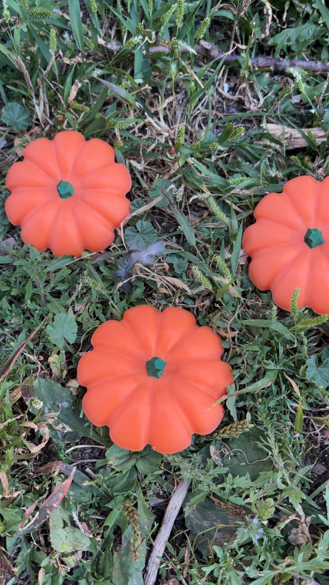 Pumpkin Mini